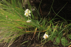 Schizochilus flexuosus