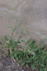Eragrostis barrelieri