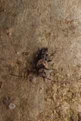 Pogonocherus hispidus