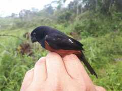 Sporophila angolensis