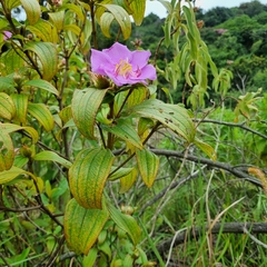 Melastoma malabathricum