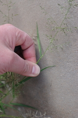 Eragrostis barrelieri