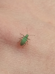 Pachyrhinus lethierryi