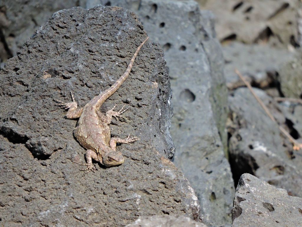 Palacios' Bunchgrass Lizard