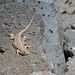 Palacios' Bunchgrass Lizard - Photo (c) Nicola Cendron, some rights reserved (CC BY-NC), uploaded by Nicola Cendron