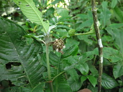 Psychotria ceratoloba