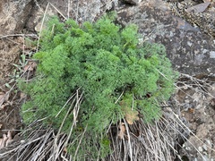 Lomatium klickitatense