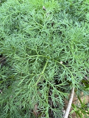 Lomatium klickitatense