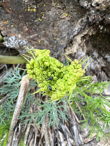 Image of Lomatium klickitatense by no rights reserved