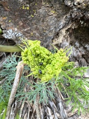 Lomatium klickitatense