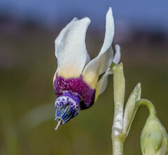 Dodecatheon