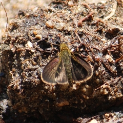 Aeromachus dubius