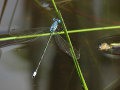 Lestes eurinus