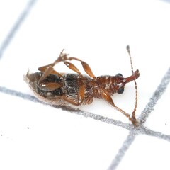 Cimberis pilosa