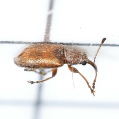 Cimberis pilosa