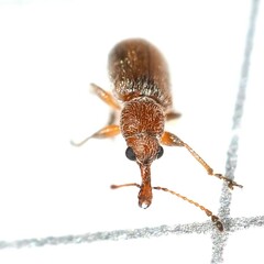 Cimberis pilosa