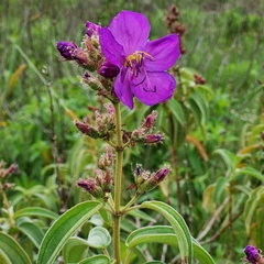 Dissotis princeps