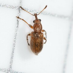 Cimberis pilosa