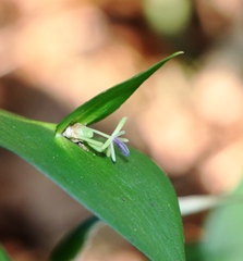 Ruscus hypoglossum