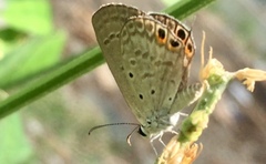 Euchrysops cnejus cnejus