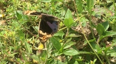Junonia orithya wallacei