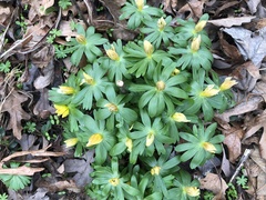 Eranthis