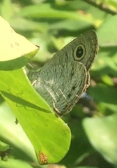 Ypthima horsfieldii humei