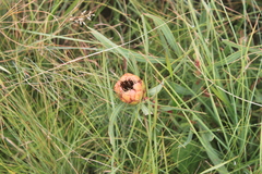 Protea