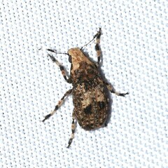Euparius marmoreus