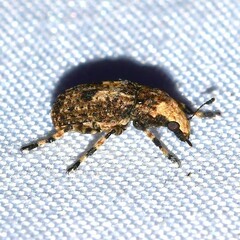 Euparius marmoreus
