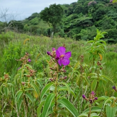 Dissotis princeps