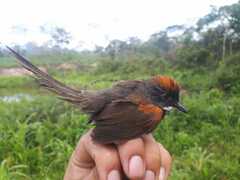 Synallaxis albigularis