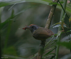 Dysithamnus mentalis