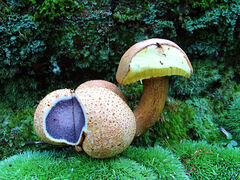 Pseudoboletus parasiticus