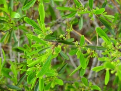 Rhamnus oleoides
