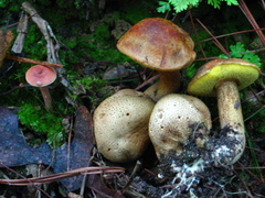 Pseudoboletus parasiticus