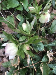 Helleborus