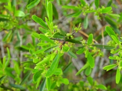 Rhamnus oleoides