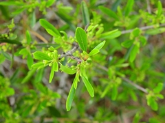 Rhamnus oleoides