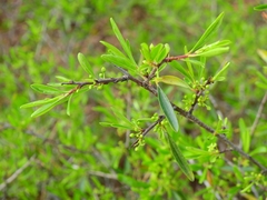 Rhamnus oleoides