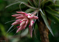 Tillandsia gardneri