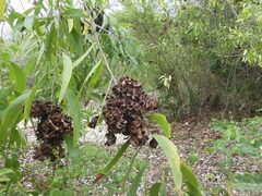 Acacia auriculiformis