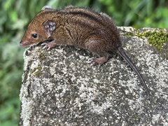 Monodelphis americana