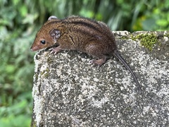 Monodelphis americana