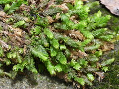 Fissidens dubius