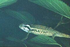 Bradypodion melanocephalum