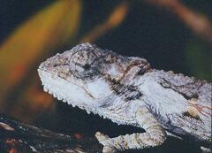 Bradypodion ventrale