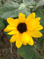 Helianthus argophyllus