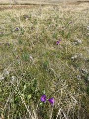 Olsynium douglasii