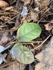 Bignonia